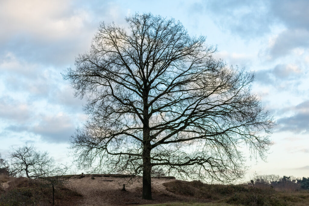 boom in de winter